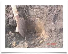 Глубина плодородного слоя почвы на нарушенном участке